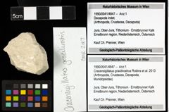 Foto (Objekt + Etiketten) von Cracensigillatus gracilirostrus (Robins et al., 2013) 